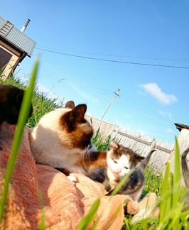 Котятки от Сиамки