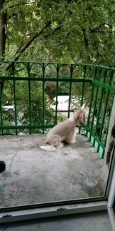 Кобель ши-тцу вязка