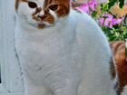 Шотладский котик вязка