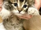 Маленькая кошечка метис сибирской кошки