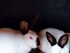 Продам кроликов, козлят от молочной мамы объявление продам