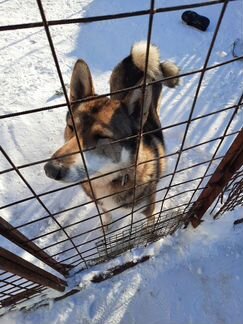Собака в добрые руки Западно-Сибирская Лайка