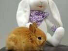 Самая миниатюрная порода кроликов объявление продам