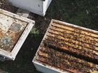 Пчелы и улья, пчелосемьи объявление продам