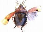Уничтожение клещей тараканов клопов по договору объявление продам