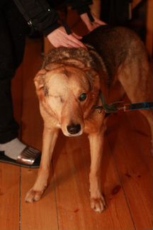 Собаке нужен дом