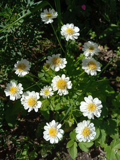 Ромашка,хризантема девичья (Пиретрум) многолетники