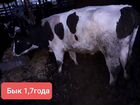 Корова,баран,и Бычок объявление продам