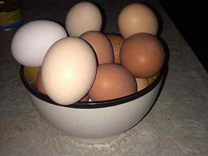 Купить яйца иркутск. Продам яйца куриные домашние объявление. Продам яйцо куриное домашнее реклама.