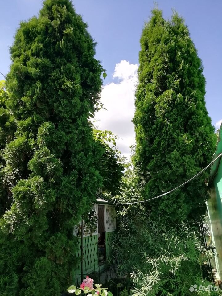 туи воронеж. туи продаем. туя комнатная. туя западная smaragd. туя западная колумна.