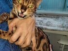 Бенгальский кот бесплатно