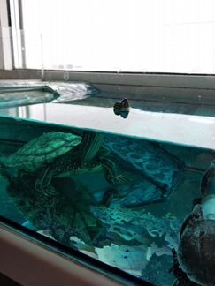 Красноухая общительная черепаха с аквариумом
