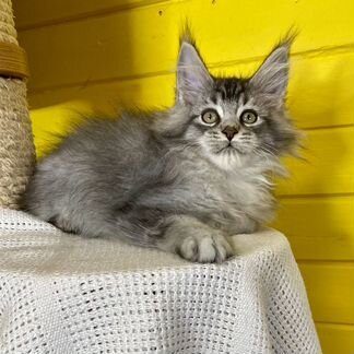 Котик мейн кун черный серебряный тикированный