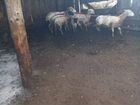 Овцы бараны 7 штук объявление продам