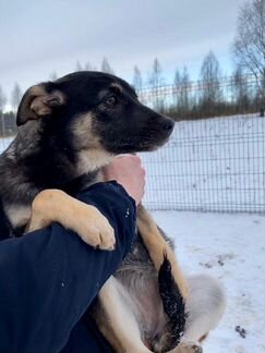 Приученные щенки-подростки