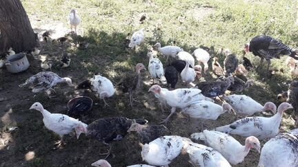 Куры Брама и Индюки Домашние