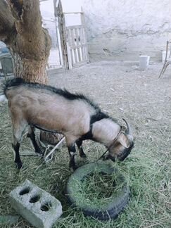 Нубийский козел и козлята - фотография № 8