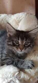 Котенок