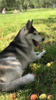 Сибирский хаски